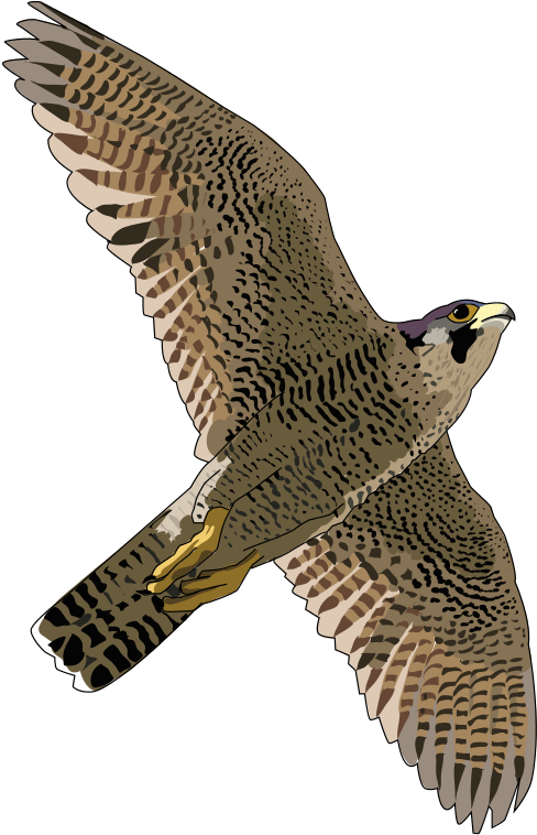 Falcon Clip Art Free Free Clipart Image Image - Peregrine Falcon Clipart (522x800)