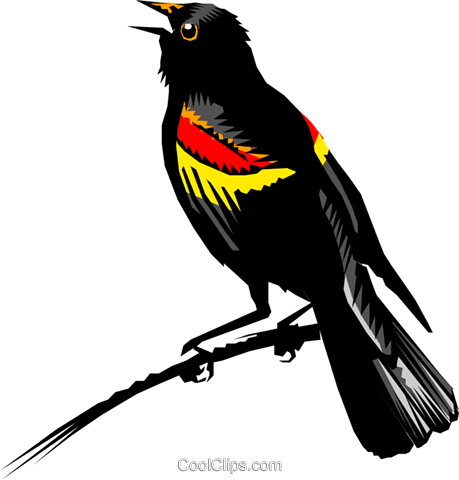 Blackbird Clipart Transparent - Red Winged Blackbird Transparent (459x480)