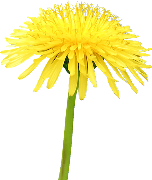 Yellow Dandelion Png File - Yellow Dandelion Png (509x600)