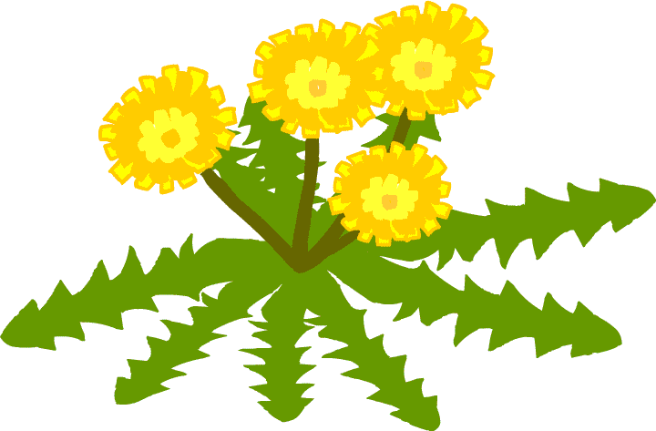 セイヨウタンポポ ダンデライオン Dandelion - Dandelion (720x473)