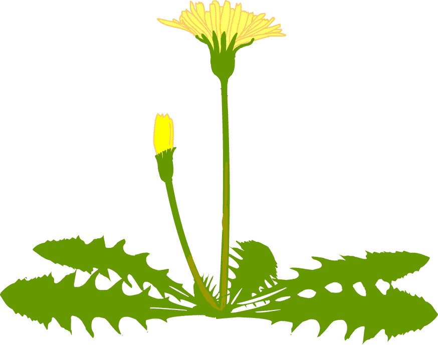 タンポポ タンポポ - タンポポ タンポポ (874x689)