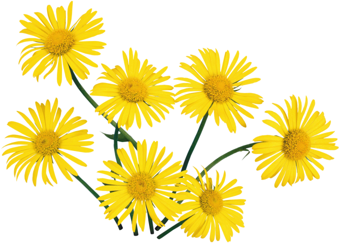 Tube Fleurs Jaunes - Fleur Jaune Fond Transparent (800x568)