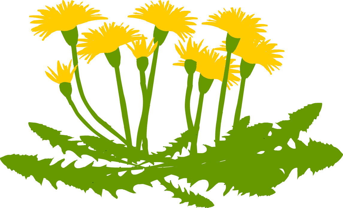 タンポポ タンポポ - タンポポ タンポポ (1145x694)