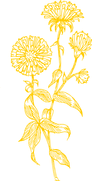 Yellow Dandelion Png - Aster Flower Drawing (306x600)