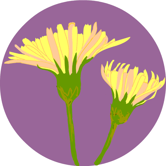 タンポポ タンポポ タンポポ - Celtic Frost Tragic Serenades (581x581)