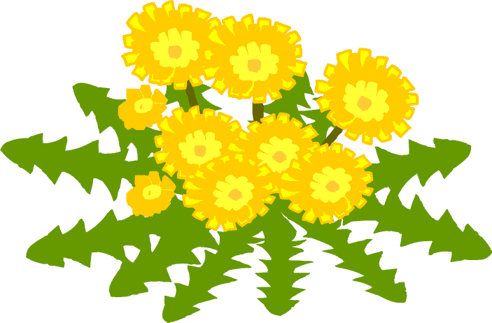 セイヨウタンポポ ダンデライオン Dandelion - Dandelion (703x462)