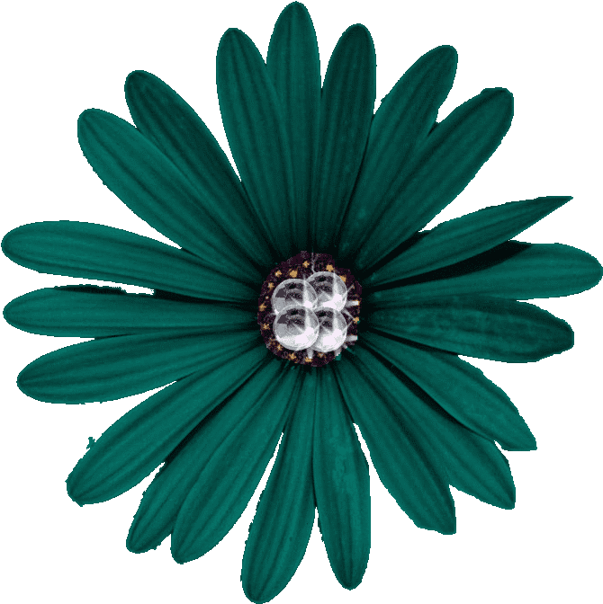 Free Flower Clip Art Images - Flower Pngs (791x777)