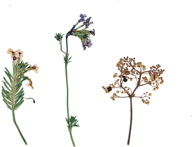 How Are You Doing Today // Well Thank You Type // Signature - Arts Wallpaper Perks Of Being A Wallflower (500x500)