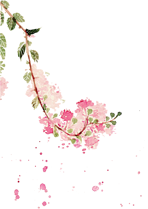 Watercolor Painting Crepe-myrtle Illustration - Watercolor Painting (500x739)