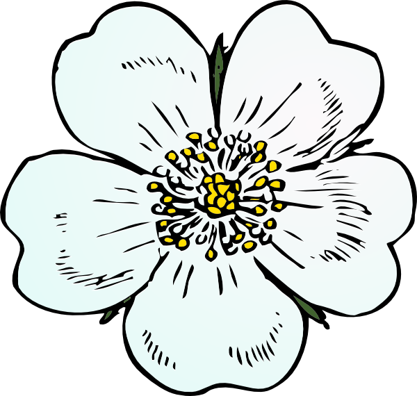 How To Set Use White Rose Icon Png - Draw A Apple Blossom Flower (600x570)