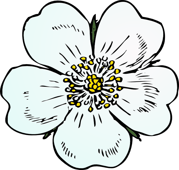 How To Set Use White Rose Icon Png Draw A Apple Blossom Flower 600x570 Png Clipart Download How To Set Use White Rose Icon Png Draw A Apple Blossom Flower 600x570 Png Clipart Download