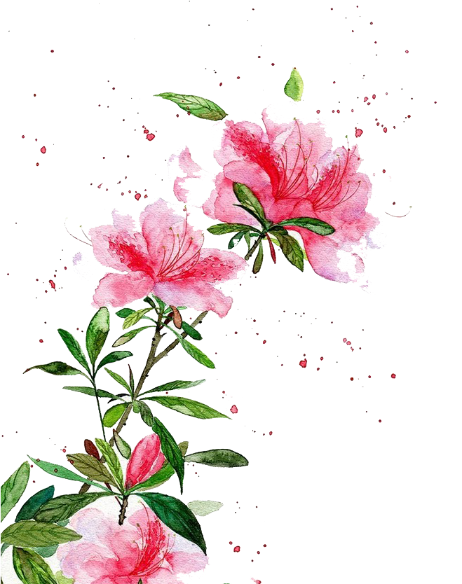 Flowers Watercolor Painting Chinese Art Landscape Painting - 杜鵑 花 水彩 (658x845)
