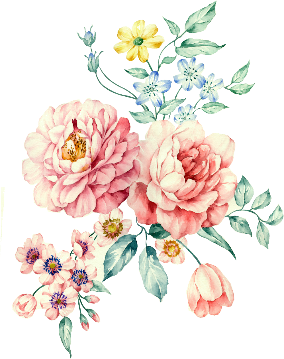 Moutan Peony Watercolor Painting Download - Moutan Peony (1024x1328)