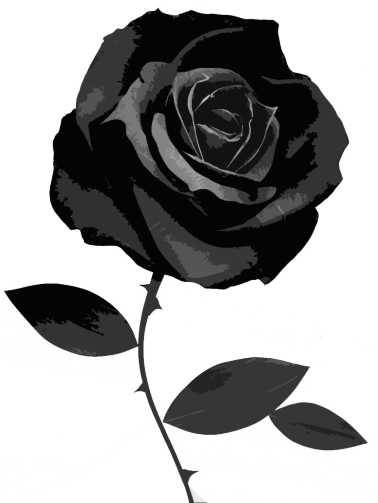 Black Rose 49 Best Hd Wallpapers Of High Quality - Black Rose White Background (775x1032)