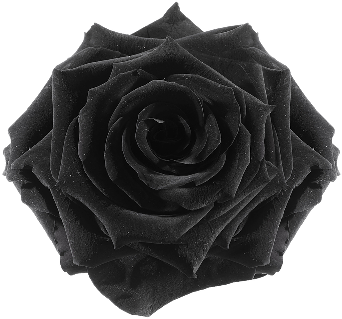 The Gallery For > Flower Tumblr Transparent Black - Rose (738x738)