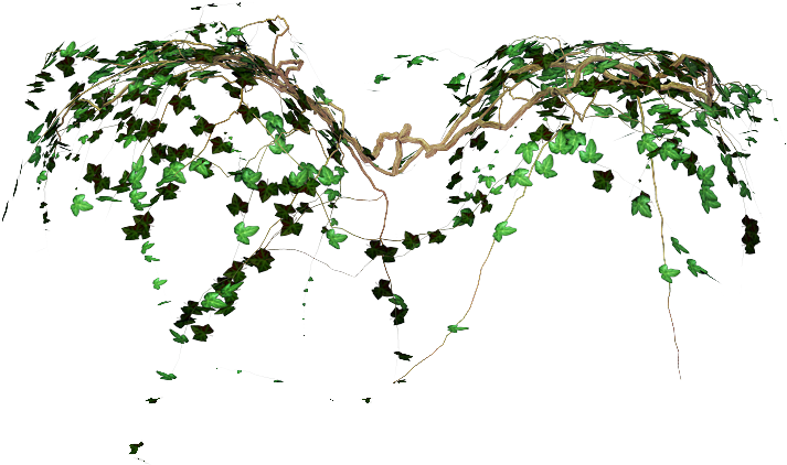 Transparent Vines Tumblr Png Image - Vines Transparent (747x552)