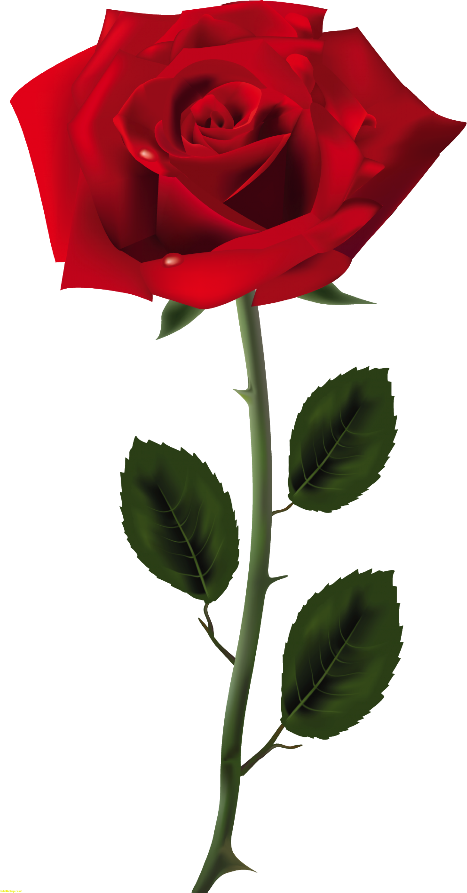 Red Rose Png Art Picture Best Of Picture Of Rose - Rose Png (1600x3030)