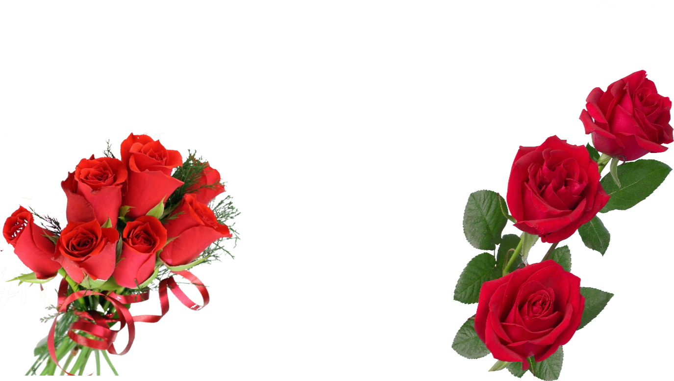 Hot Deal 24 Radiant Red Roses In Charlotte Nc Gallery - Hot Deal 24 Radiant Red Roses In Charlotte Nc Gallery (1560x776)