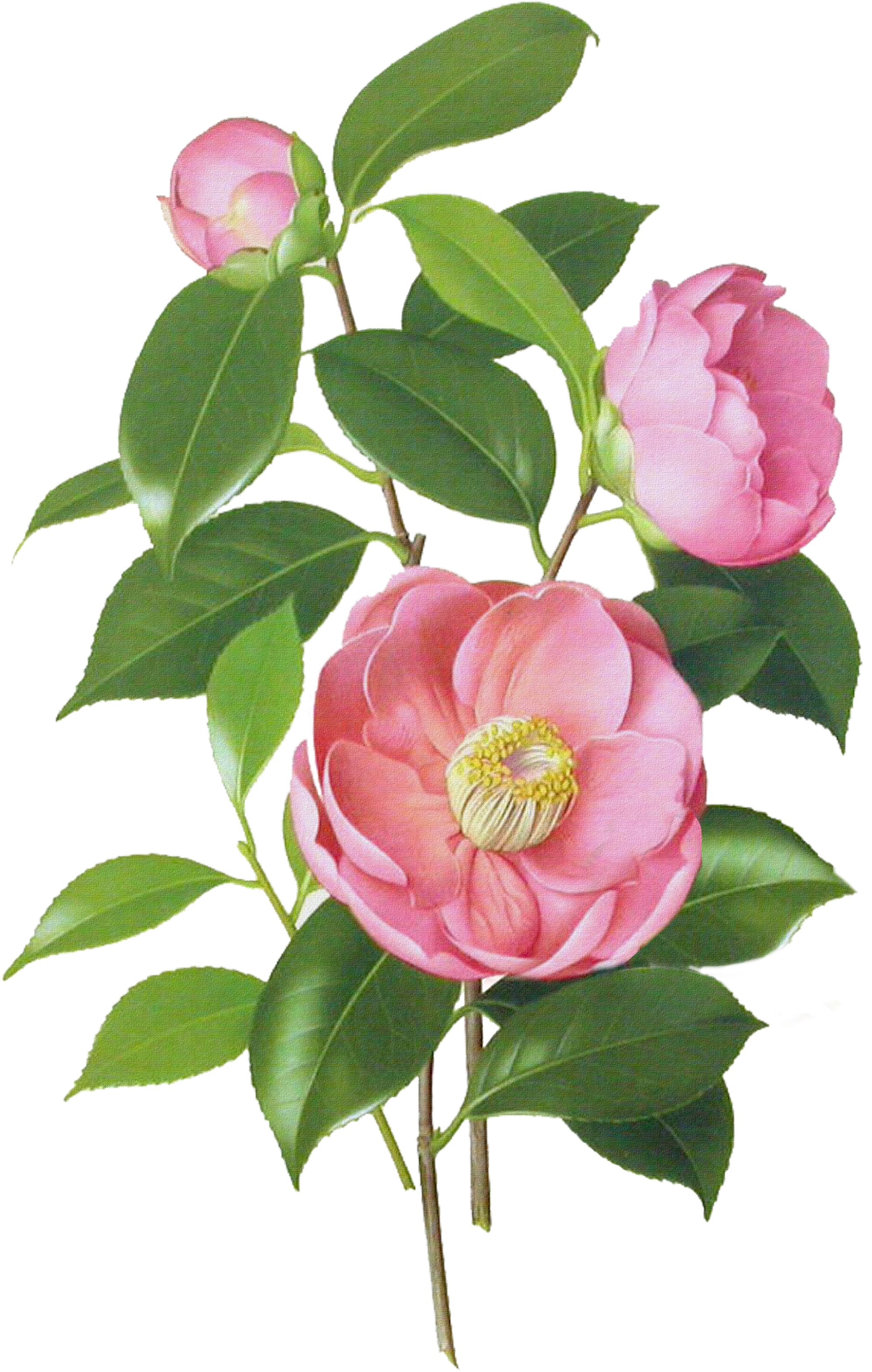Japanese Camellia Drawing Watercolor Painting Botanical - Camellia Japonica Botanical Illustration (2093x3307)