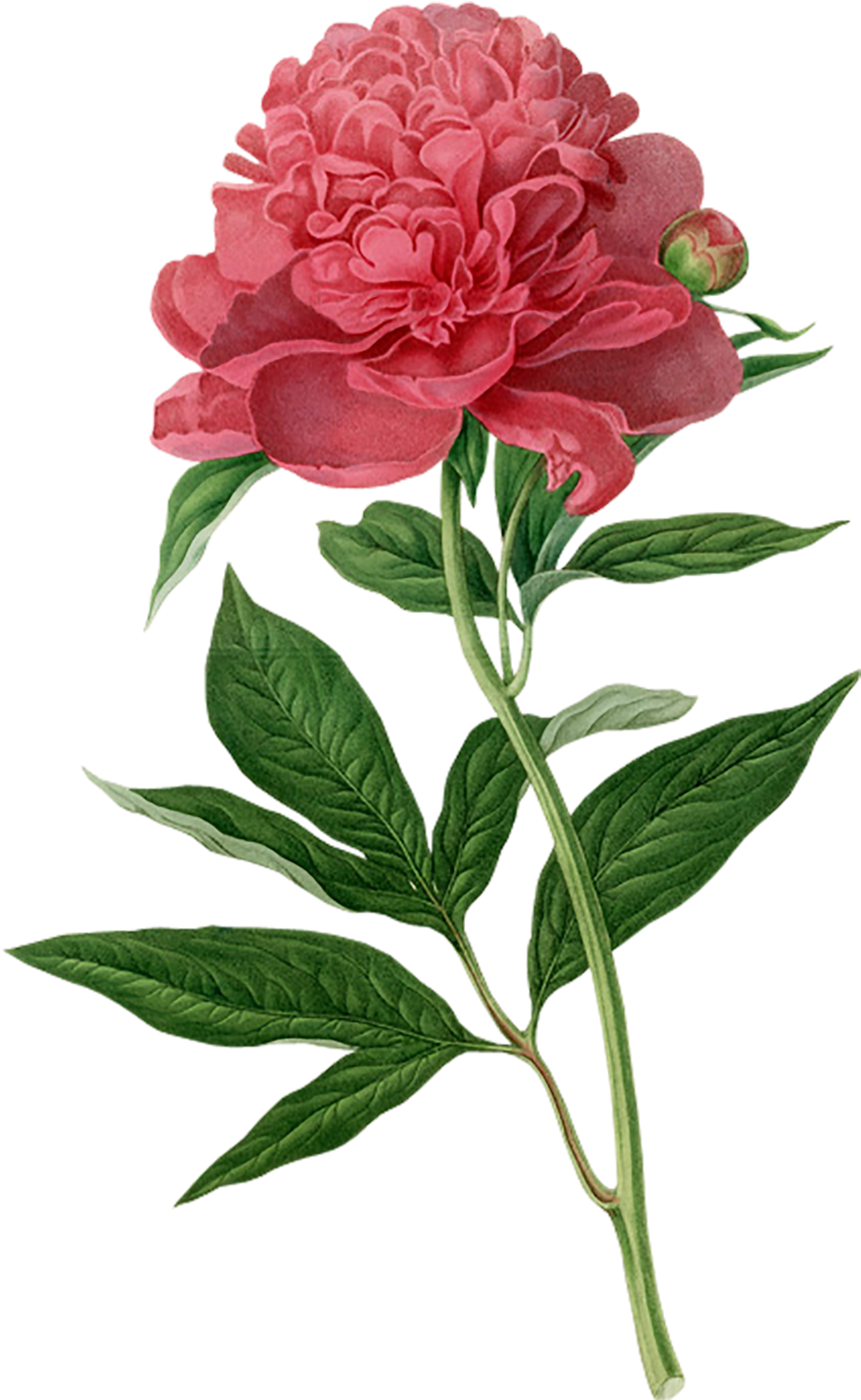 Peony Botanical Illustration Botany Printmaking Printing - Botanical Drawings Of Flowers (1000x1561)