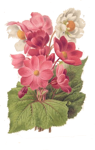 Flores Y Letras Para Decoupage - Botanical Illustration (315x500)
