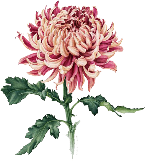Japan Chrysanthemum Botanical Illustration Painting - Chrysanthemum Flower With Stem (558x611)