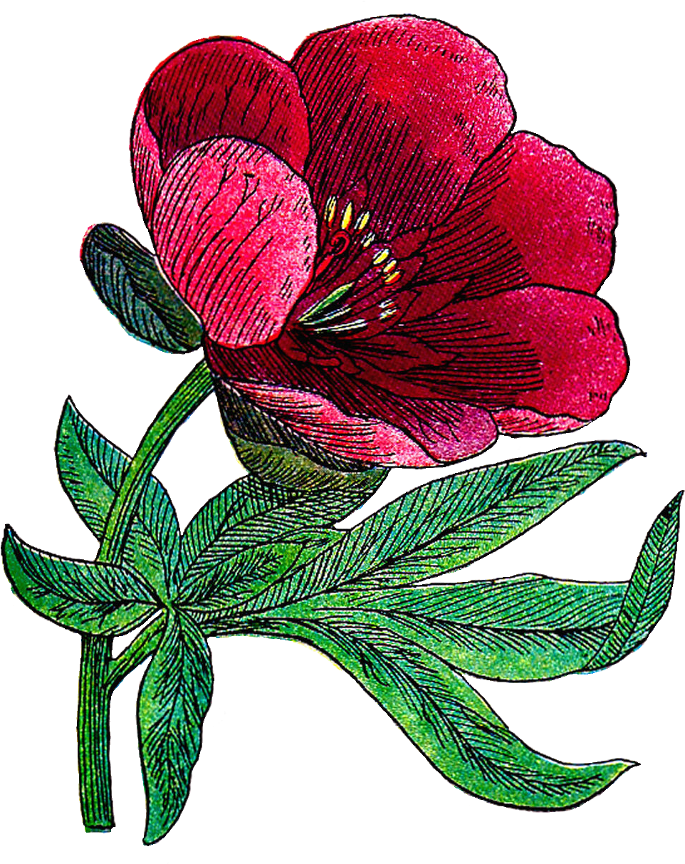 Peonypng - Vintage Flower Pic Art (1338x1520)