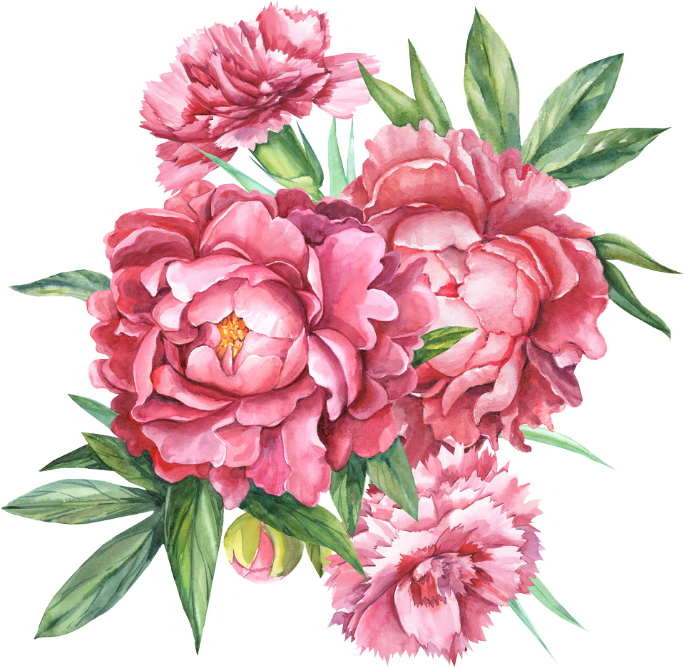 Floral Design Carnation Botanical Illustration Flower - Drawing (1000x1000)