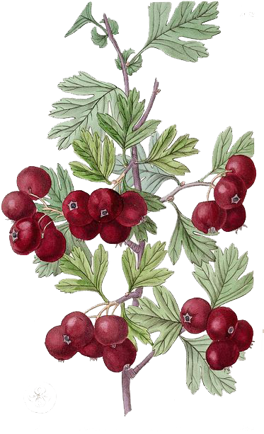 Botanical Illustration Botany Drawing Illustration - Botanical Illustration Botany Drawing Illustration (413x640)