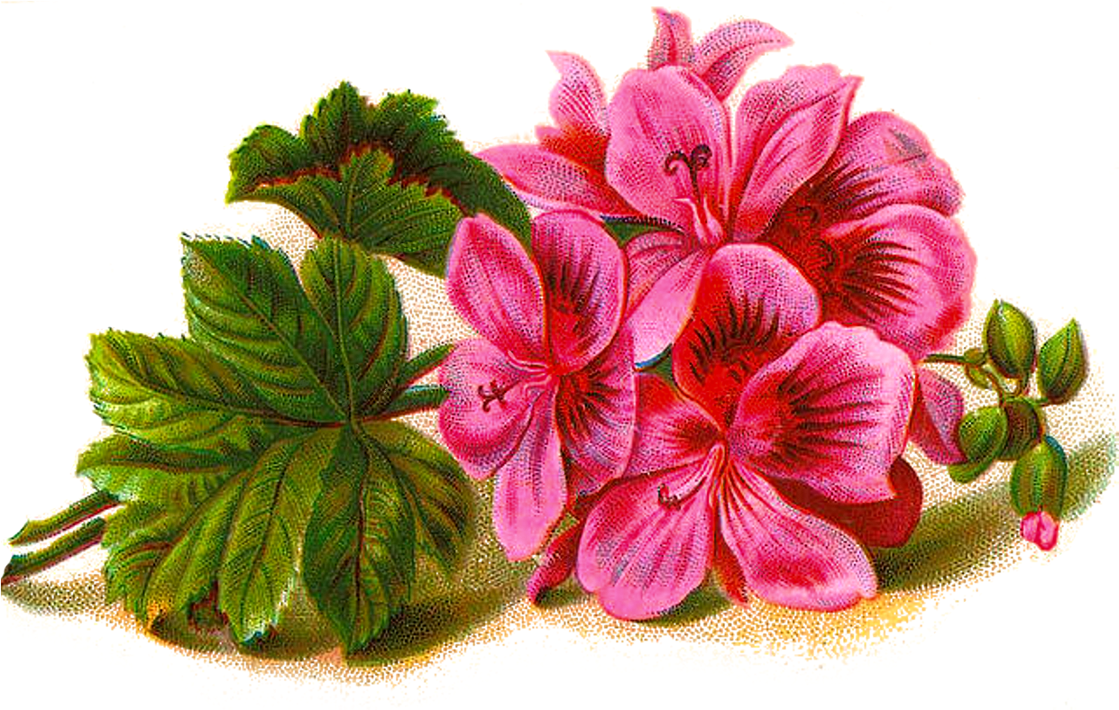 Большой Альбом На Яндексе Png Http - Printable Flower Note Cards (1260x794)