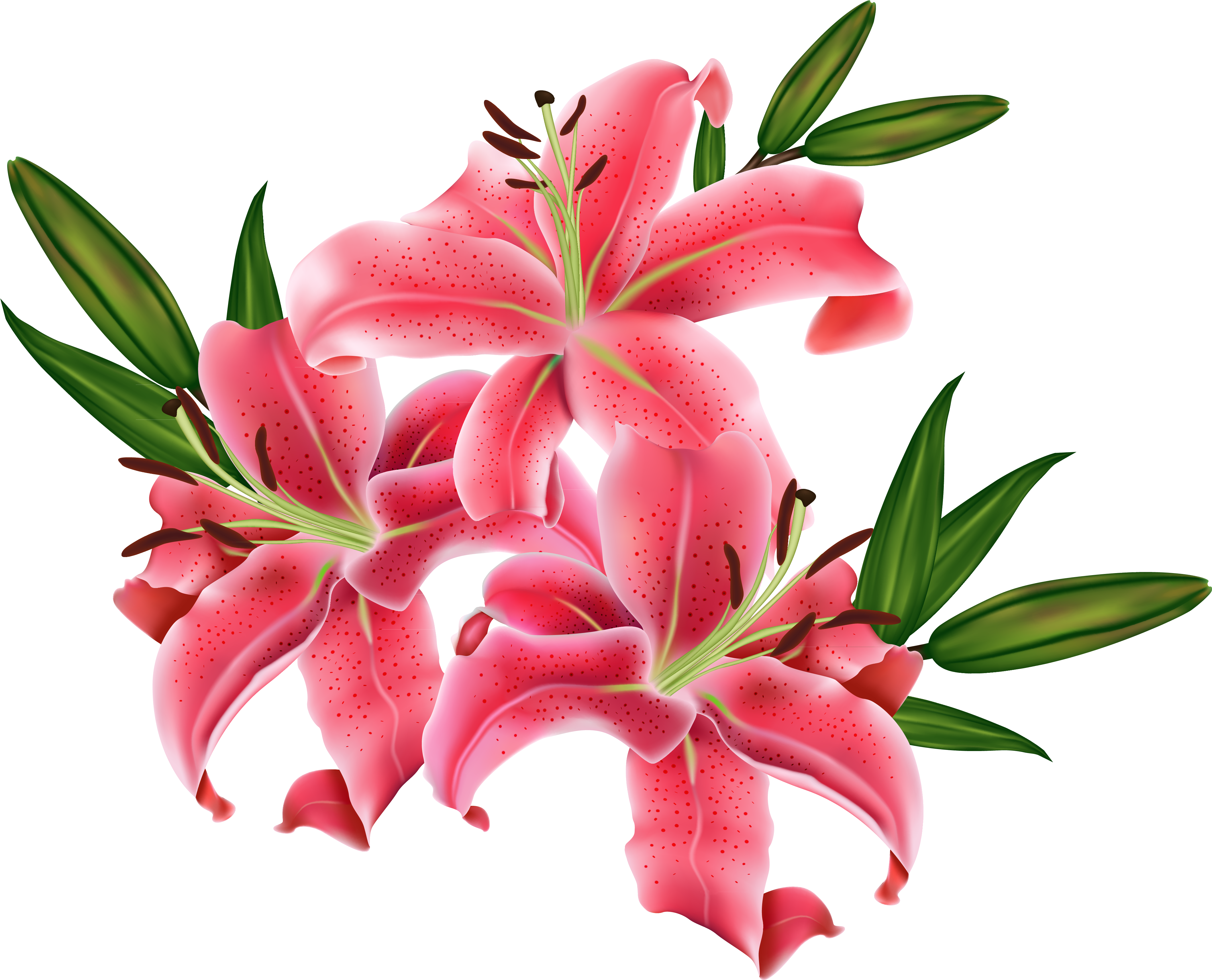 6,904 Pink Lily Stock Vector Illustration And Royalty - Flower Pic Hd Png (4542x3665)