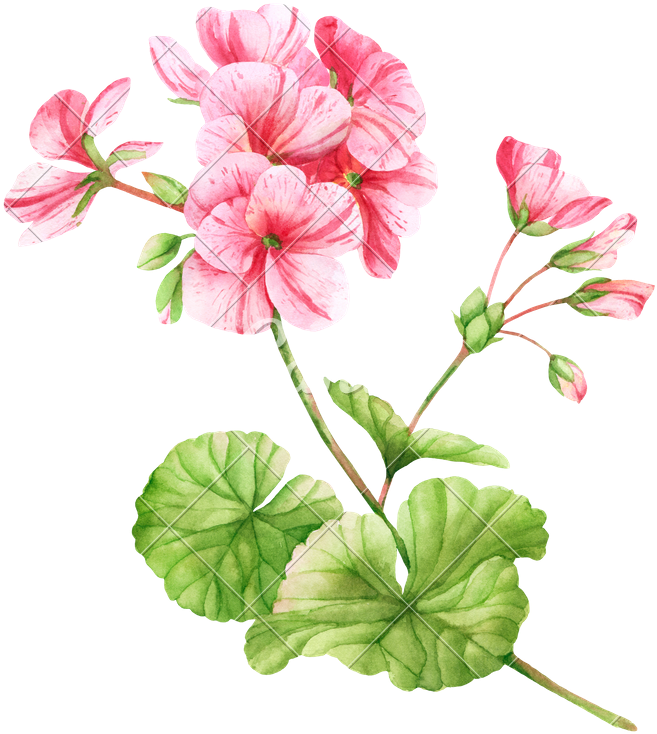 Geranium Flower Watercolor Illustration - Geranium Plant Watercolor (707x800)
