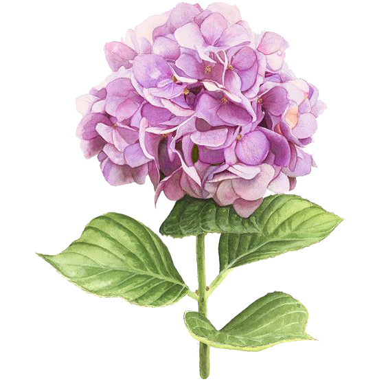 Hydrangea Watercolor Painting Botanical Illustration - Hydrangea Painting (564x704)