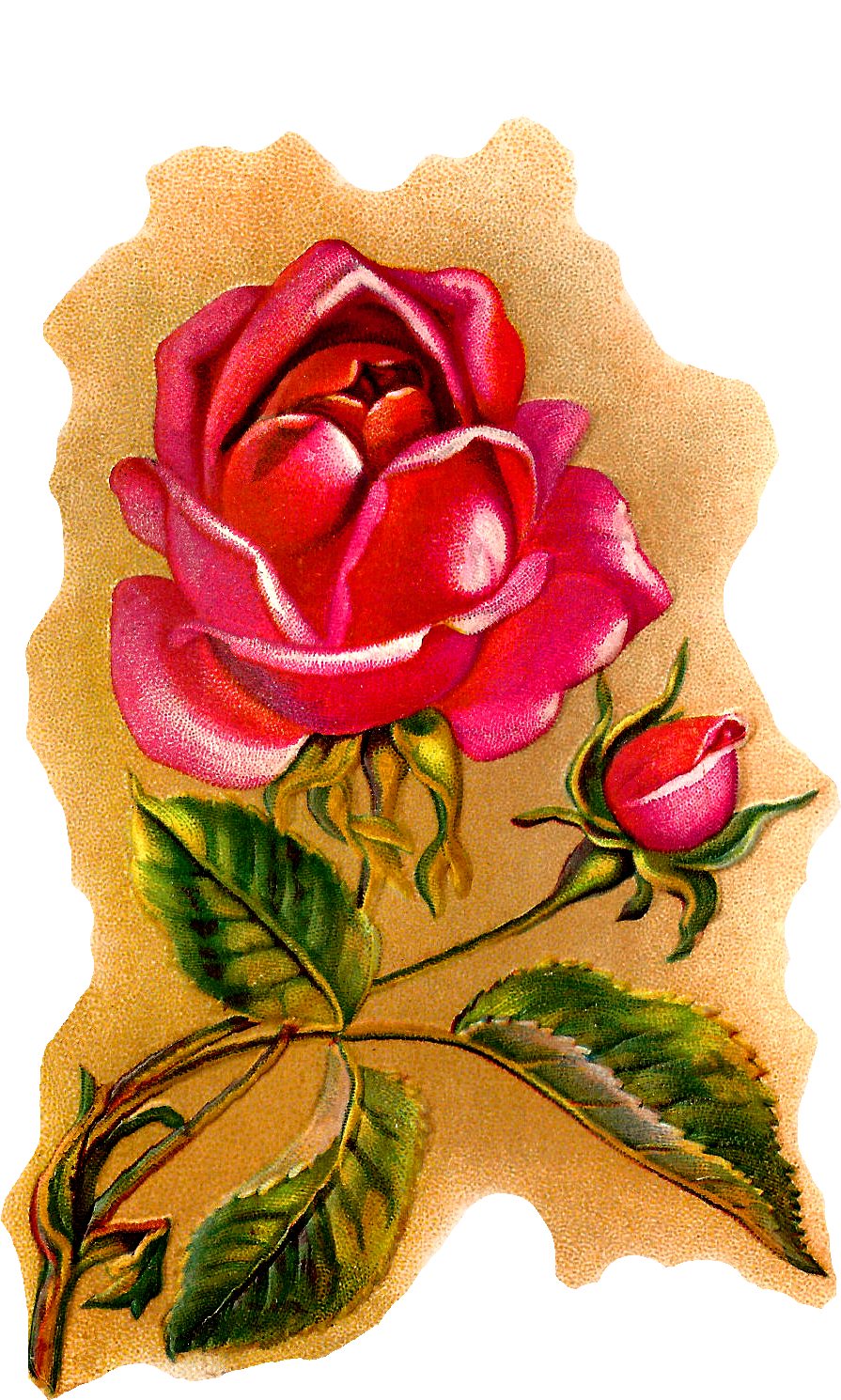 Flower Rose Illustration Vintage Art - Flower Rose Illustration Vintage Art (1110x1550)