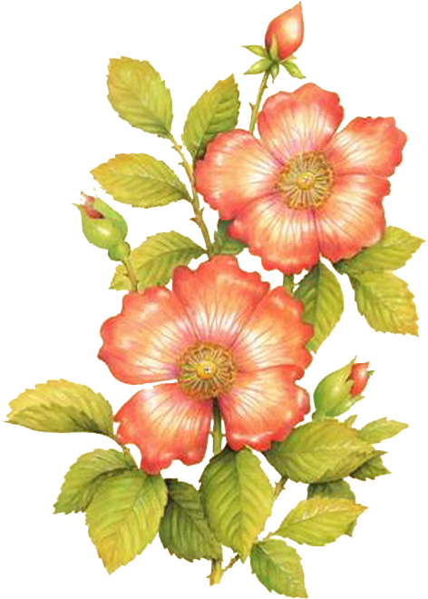 Laminas De Flores Para Decoupage (485x674)