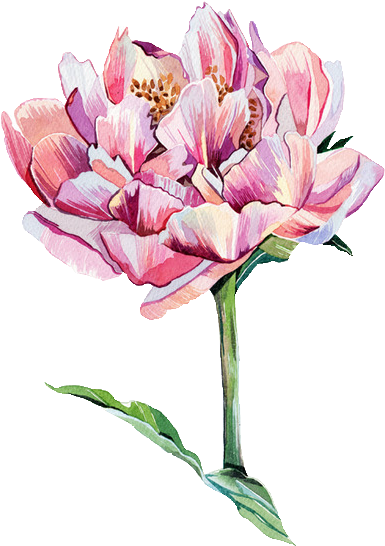 Trans Par En Cy - Watercolour Flowers Illustration (500x591)