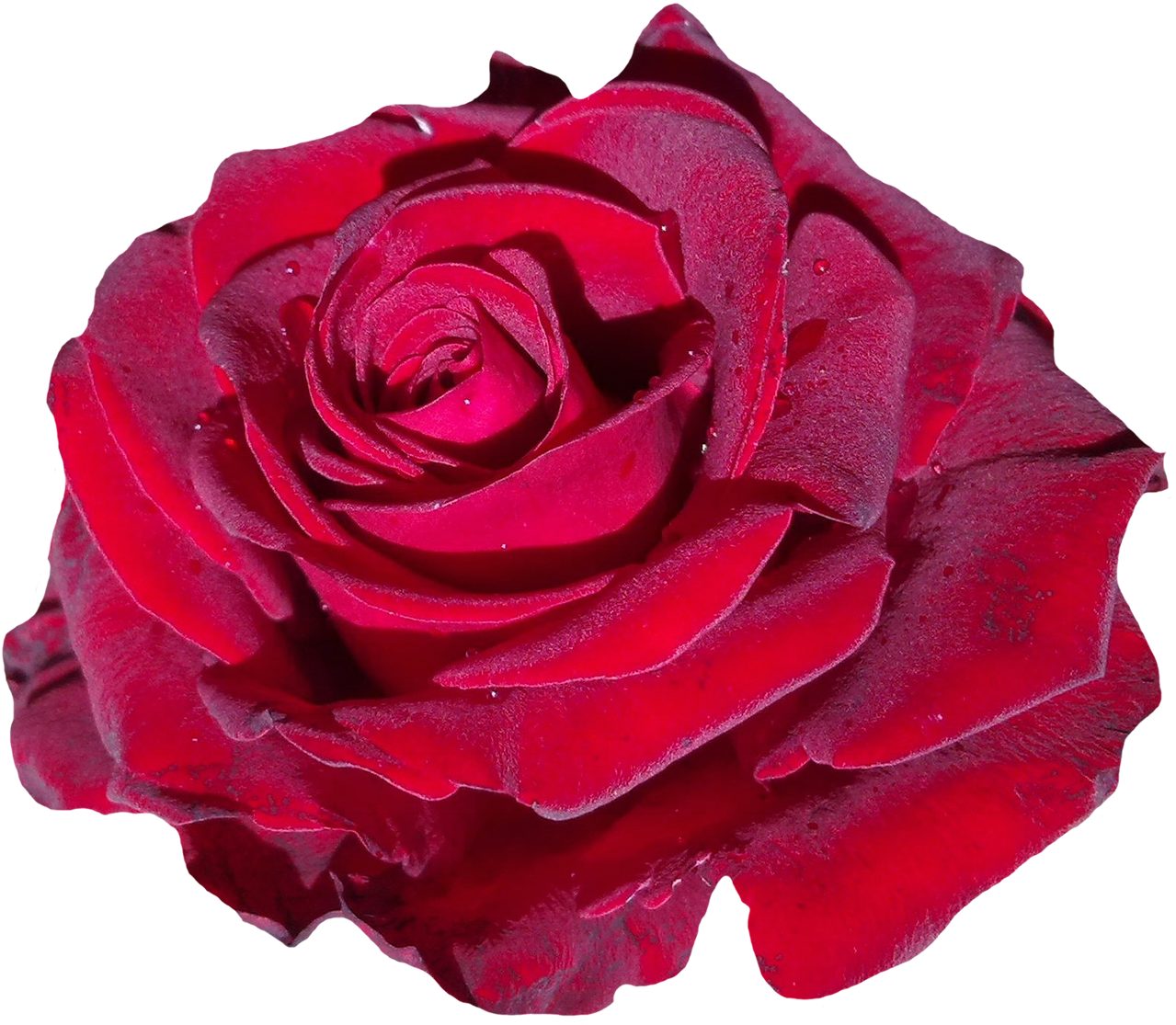 Red Rose Flower Png Image - Portable Network Graphics (1400x1222)
