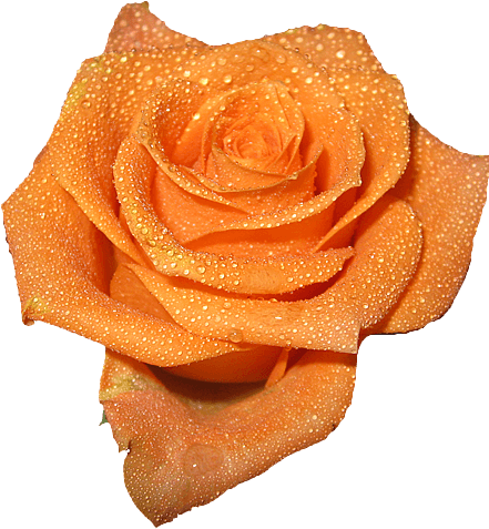 Peach Colored Rose Clipart - Peach Rose (500x500)