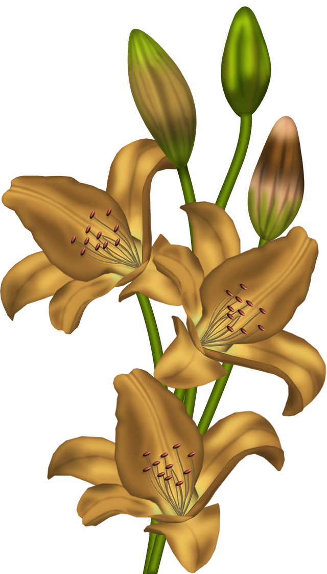 Golden Lilies Cluster - Lirium Para Pintar En Tela (640x1121)