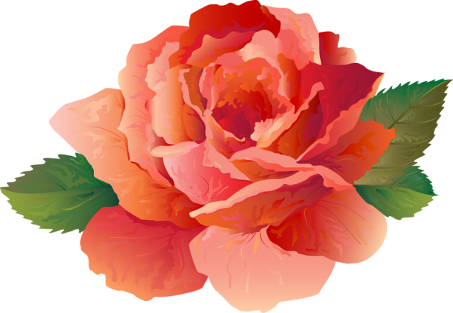 Peony Clipart Transparent - Rose (640x442)
