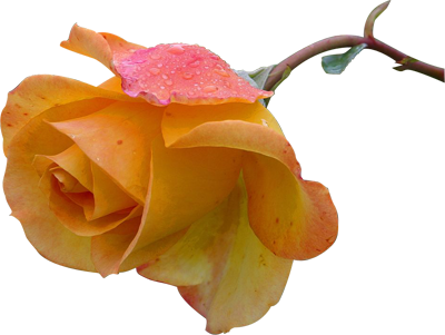 Frame Vector Clip Art Illustrations 72598 Ornate Clipart - Yellow Flowers Transparent Backgrounds (400x301)