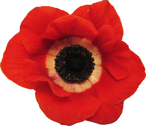 Plants/ Flowers/ Anemone Red - Valentines Day Wishes For Dad (600x520)