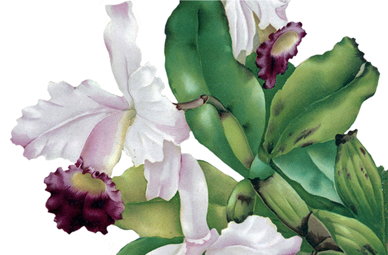 Digital Scrapbooking Flowers - Das Haus-orchidee 1892 Kissen (1368x855)