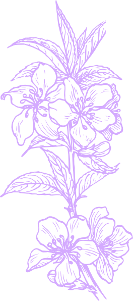 Original Png Clip Art File Purple Hawaiian Flower Svg - Plant Clip Art (264x596)