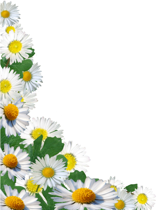 Flowers 3 - Photography (538x700)