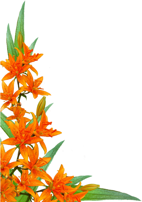 Flowers 2 - Летние Цветы Png Уголок (538x700)