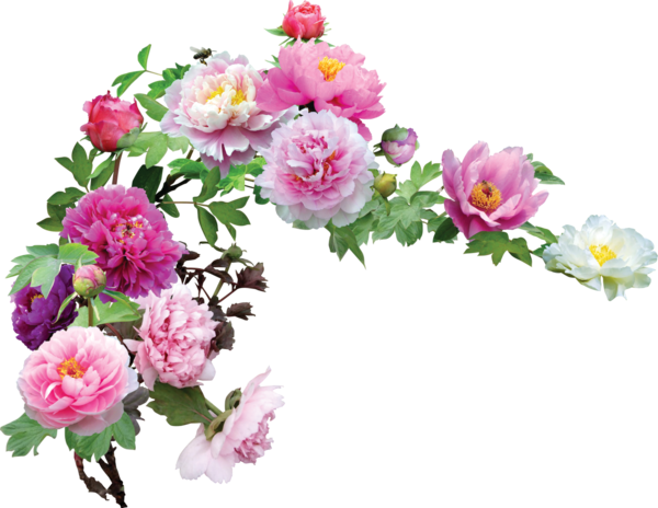 Цветочные Уголки Для Вашего Творчества - Flower Corner Transparent (600x464)