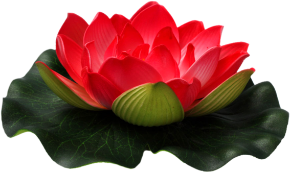 Red Lotus Png Flower - صور سلام حلوه (674x506)
