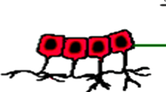 Image Of Ependymal Cells - Ependyma (544x303)