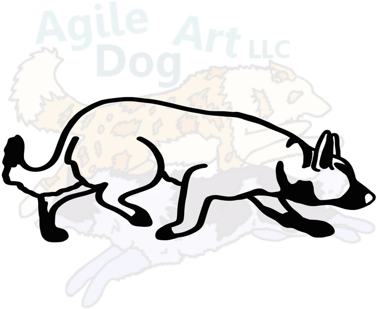 Smooth Border Collie - Cardigan Welsh Corgi (800x800)